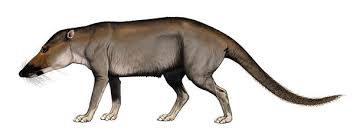 Pakicetus
